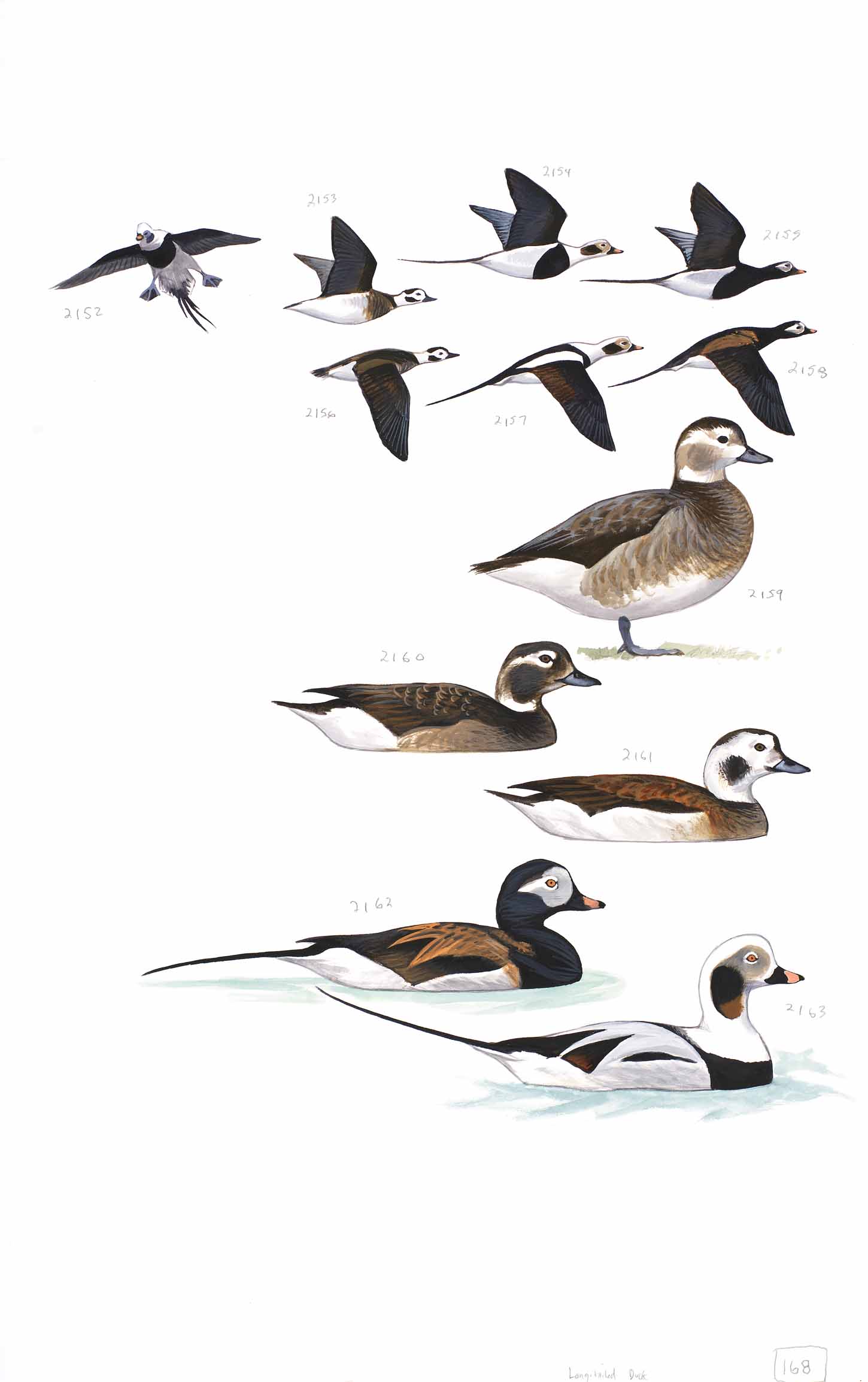 the sibley guide to birds pdf