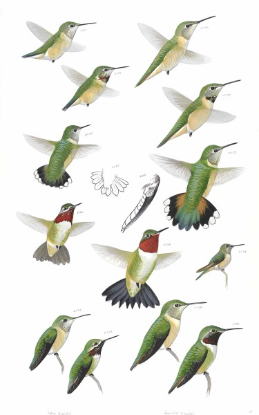 calliope hummingbird and broad tailed hummingbird sibley art behavior chart