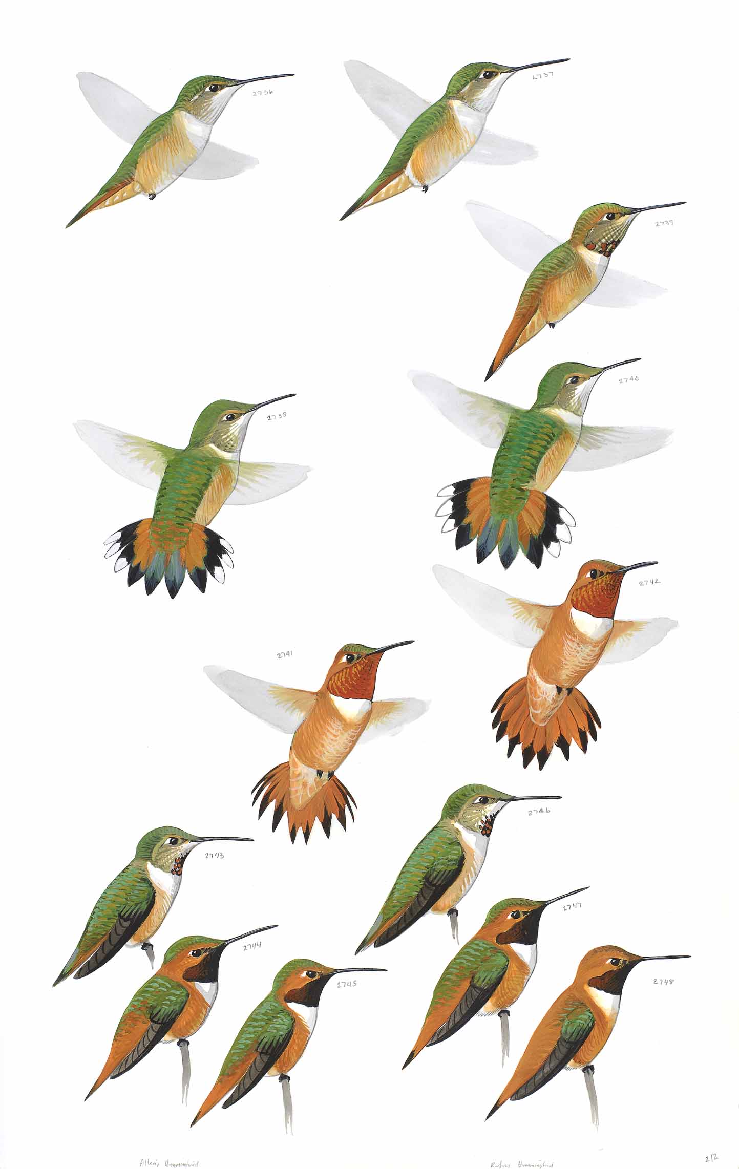 Hummingbird photos, Rufous hummingbird, Hummingbird