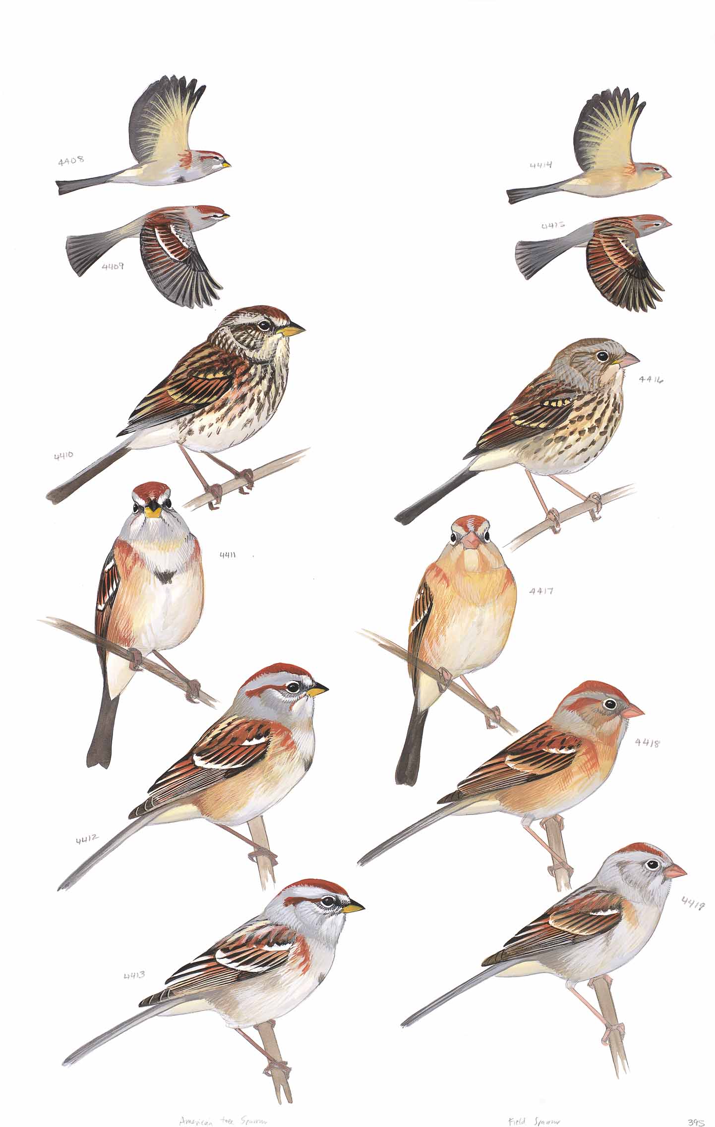 american tree sparrow and field sparrow sibley guide amazon behavior chart