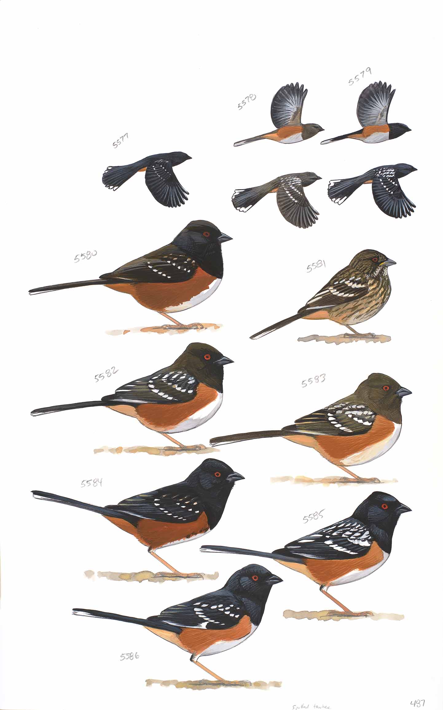 spotted towhee sibley guide original art sibley guides