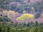 Identifying trees by color