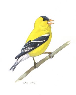 the annual plumage cycle of a male american goldfinch sibley guides