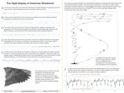 American_Woodcock_displayguide