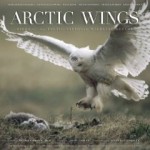 ArcticWings