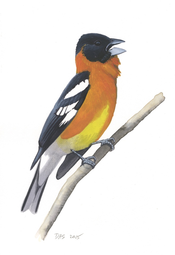 Black-headed Grosbeak_20160401_web