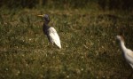 Dark Cattle Egret, Cape May, NJ, 18 May 1987. Photo copyright David Sibley.
