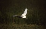 Dark Cattle Egret, Cape May, NJ, 18 May 1987. Photo copyright David Sibley.