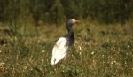 Dark Cattle Egret, Cape May, NJ, 18 May 1987. Photo copyright David Sibley.