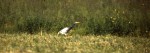 Dark Cattle Egret, Cape May, NJ, 18 May 1987. Photo copyright David Sibley.