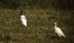 Dark Cattle Egret, Cape May, NJ, 18 May 1987. Photo copyright David Sibley.