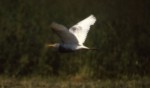Dark Cattle Egret, Cape May, NJ, 18 May 1987. Photo copyright David Sibley.