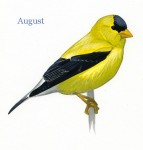 Carduelis-tristis-001-small_August_web