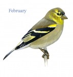 Carduelis-tristis-001-small_Feb_web