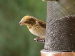 Yellowish Purple Finch, Port Perry, ON. 11 July 2012. Photos copyright Skip Pothier.
