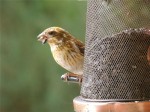 Yellowish Purple Finch, Port Perry, ON. 11 July 2012. Photos copyright Skip Pothier.