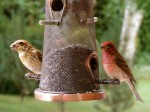 Yellowish Purple Finch (left) with normal male Purple Finch, Port Perry, ON. 11 July 2012. Photos copyright Skip Pothier.