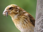 Yellowish Purple Finch, Port Perry, ON. 11 July 2012. Photos copyright Skip Pothier.