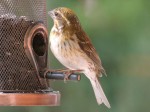 Yellowish Purple Finch, Port Perry, ON. 11 July 2012. Photos copyright Skip Pothier.