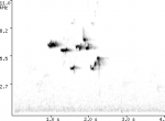 Certhia_americana_NJ_XC50434
