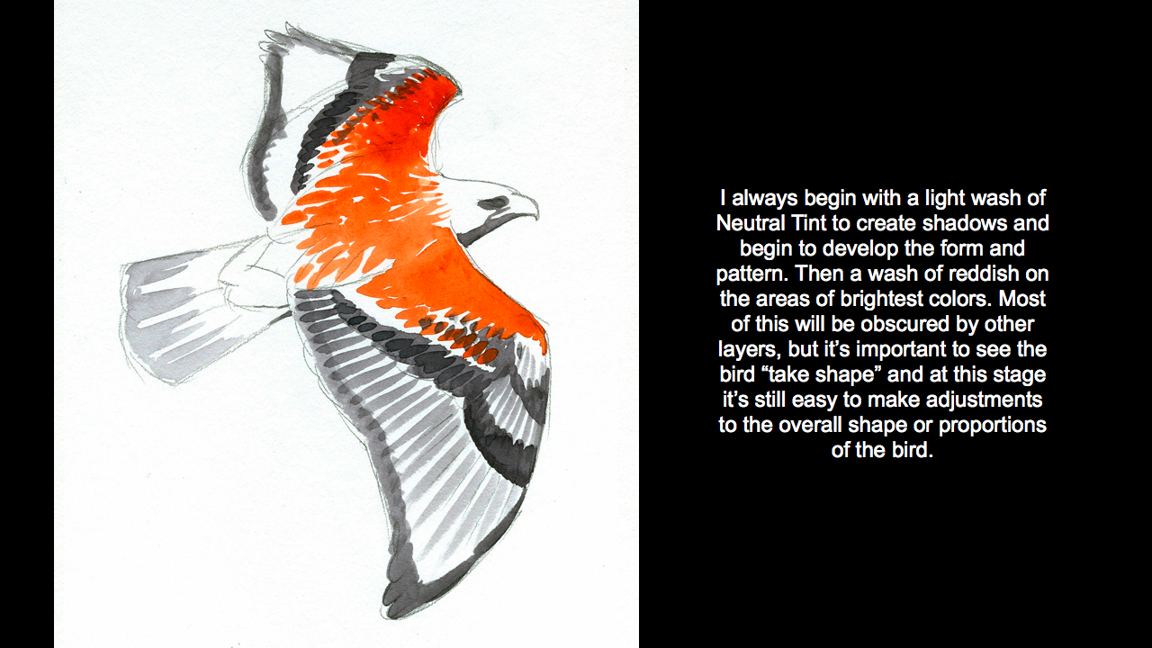 Ferruginous_Hawk_paintingwidescreen.006