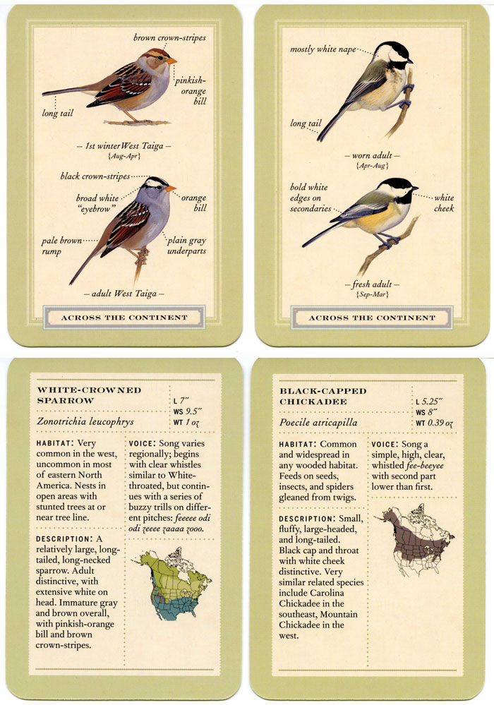 Detailed images of Sibley Backyard Birding Flashcards