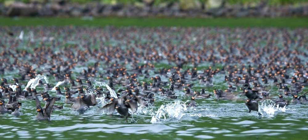 GBreton_Auklets-everywhere_web