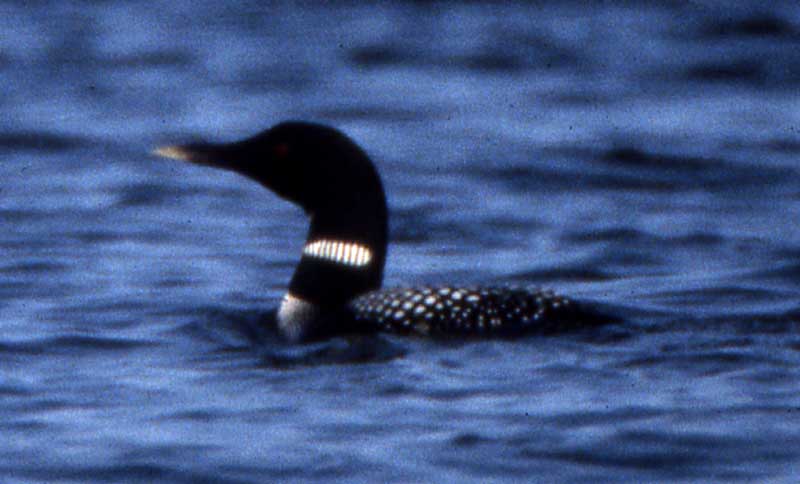 common loon drawing. common loon drawing. makeup