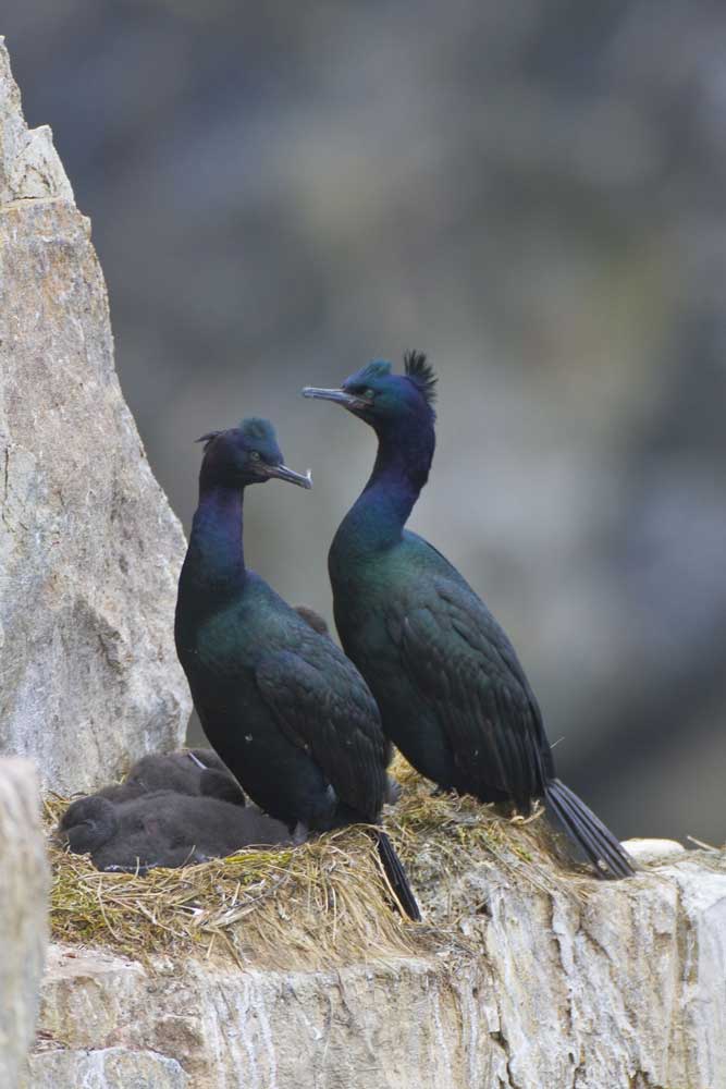 JERoss_Pelagic-Cormorants-(Phalacrocorax-pelagicus)_web
