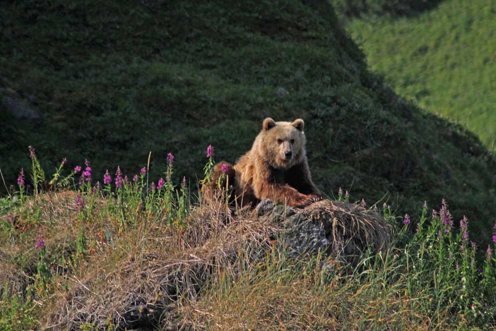 KOvsyanikova_Kamchatka-Brown-Bear_web