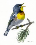 Parula_americana_003_web