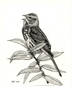 Passerella_iliaca_tiff_small