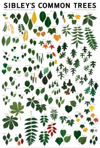 SibleyTreesEastPoster