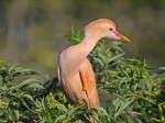 Buff-colored Cattle Egret, photographed at the Gator Farm in Saint Augustine Florida, 27 April 2012, copyright Roy Halpin.