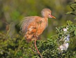 Buff-colored Cattle Egret, photographed at the Gator Farm in Saint Augustine Florida, 27 April 2012, copyright Roy Halpin.