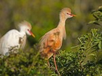 Buff-colored Cattle Egret, photographed at the Gator Farm in Saint Augustine Florida, 27 April 2012, copyright Roy Halpin.