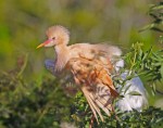 Buff-colored Cattle Egret, photographed at the Gator Farm in Saint Augustine Florida, 27 April 2012, copyright Roy Halpin.