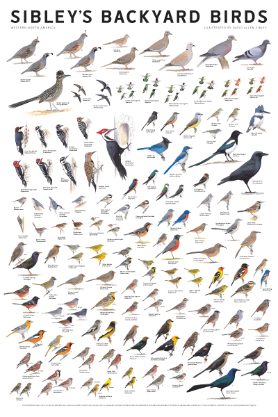western north carolina birds identification quotes western north carolina birds identification quotes