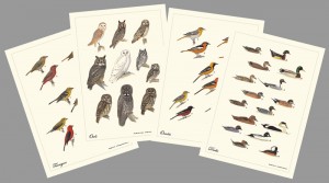 sibley_birds_card_set