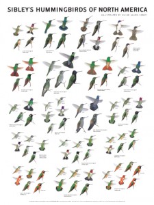 100826_hummingbirds_rc02.indd
