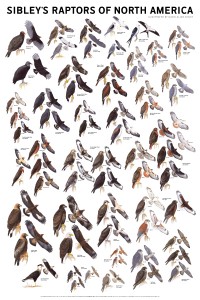 sibley_raptors_poster