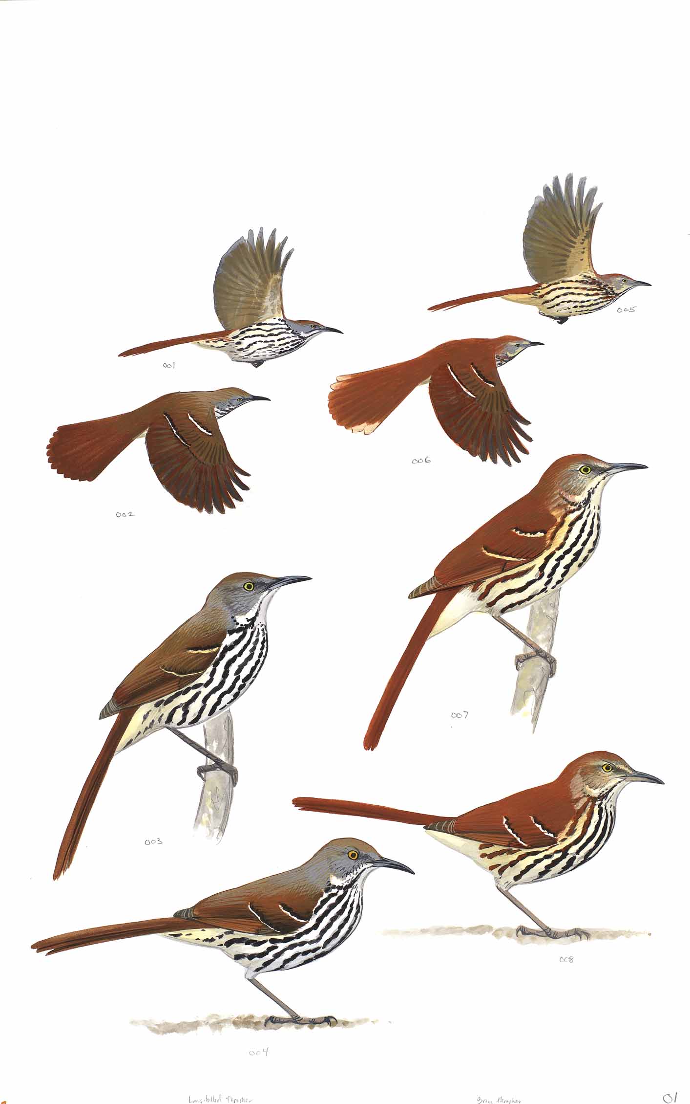 Long-billed Thrasher and Brown Thrasher - original art from the Sibley Guide to Birds