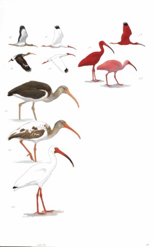 White Ibis and Scarlet Ibis - original art from the Sibley Guide to Birds