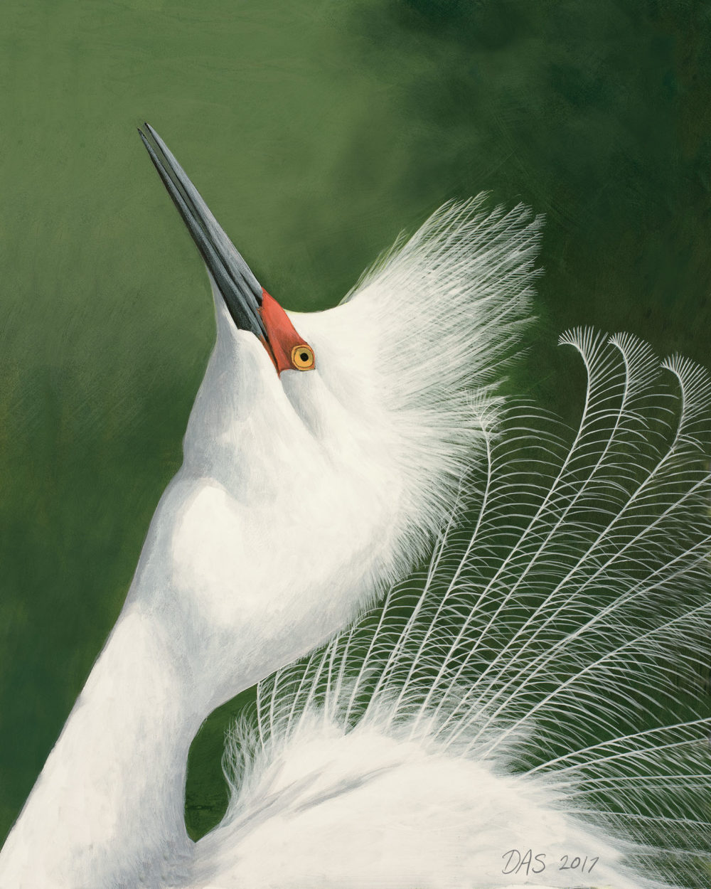 Snowy Egret print