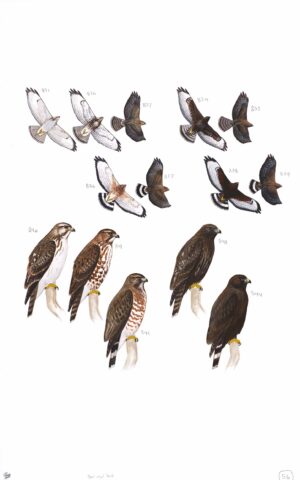 Broad-winged Hawk - original art from the Sibley Guide to Birds