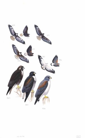 White-tailed Hawk - original art from the Sibley Guide to Birds
