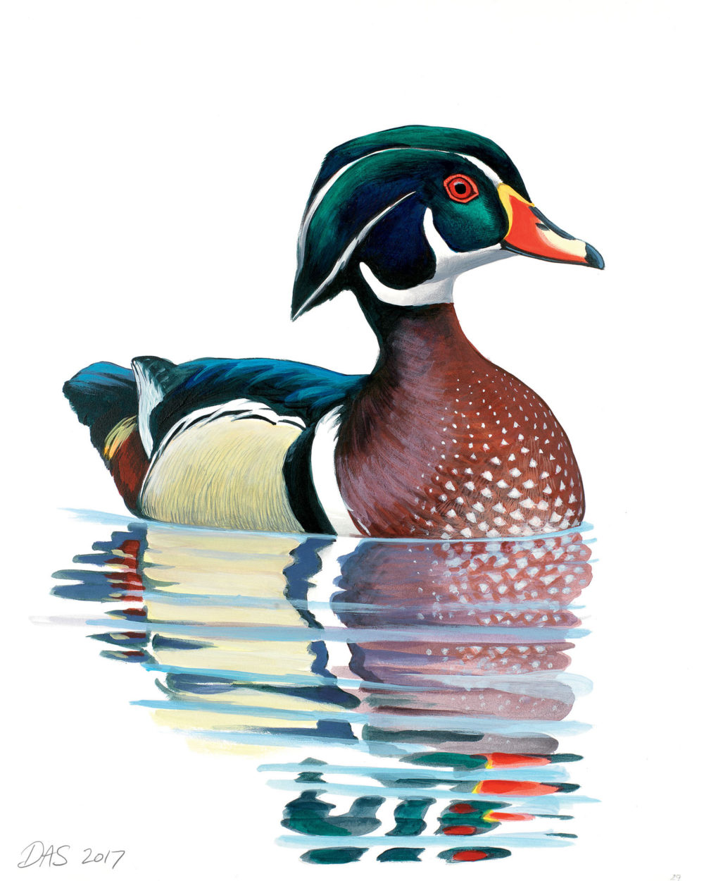 Wood Duck print – Sibley Guides