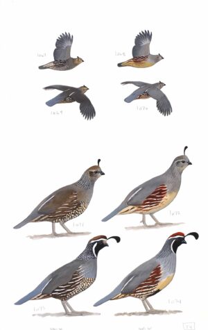 California Quail and Gambel's Quail - original art from the Sibley Guide to Birds