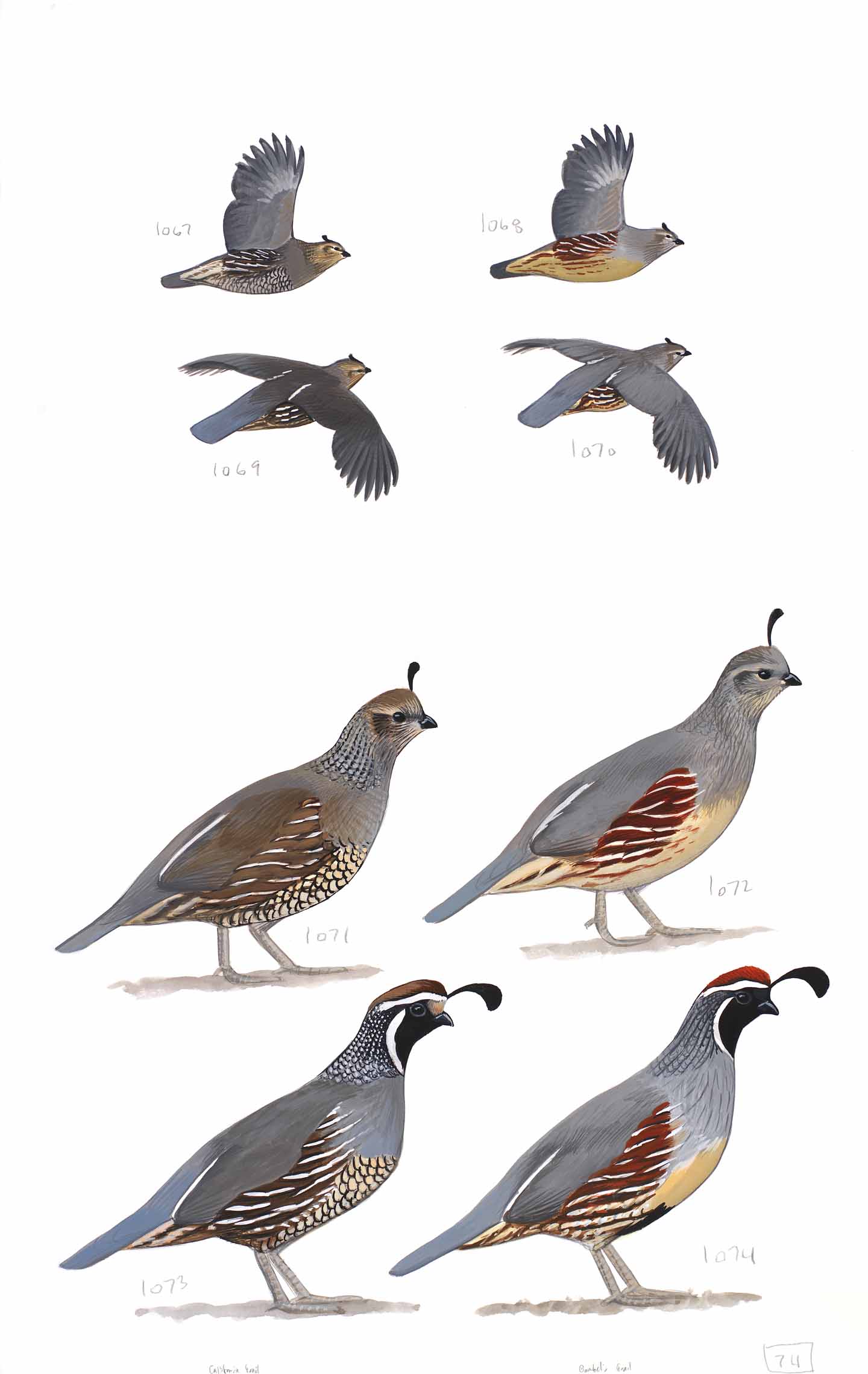 California Quail and Gambel's Quail - original art from the Sibley Guide to Birds