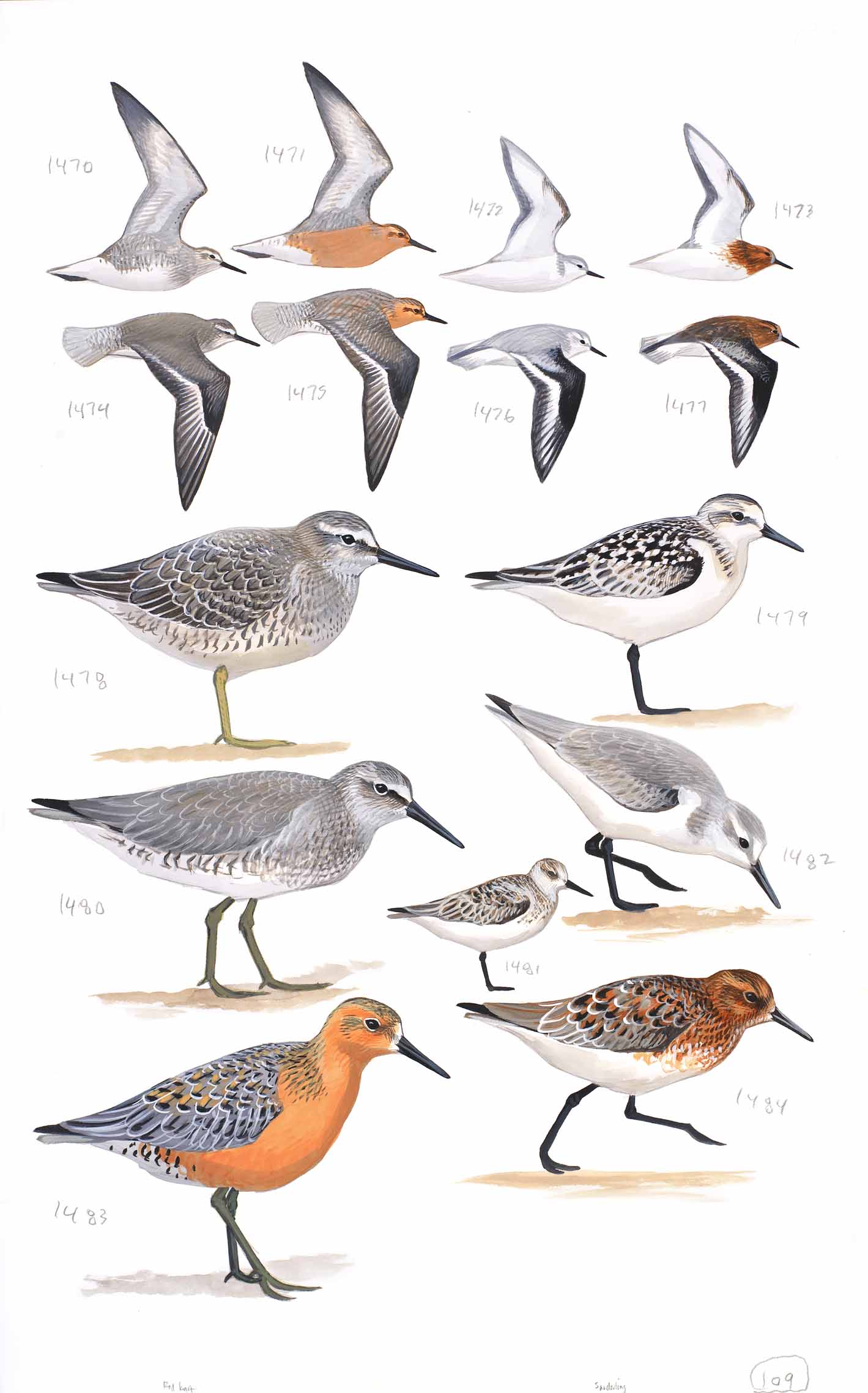 Red Knot and Sanderling - original art from the Sibley Guide to Birds